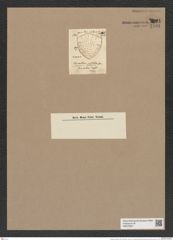Triceratium inflatum Grev. (de-Toni-Nr.: Genus 140, Species 3802) Zeichnungen Sammlung Grunow Nr. 7301 (NHMW-BOT-W0376327)